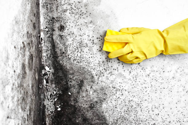Best Office Mold Removal Services  in Fairmount Heights, MD