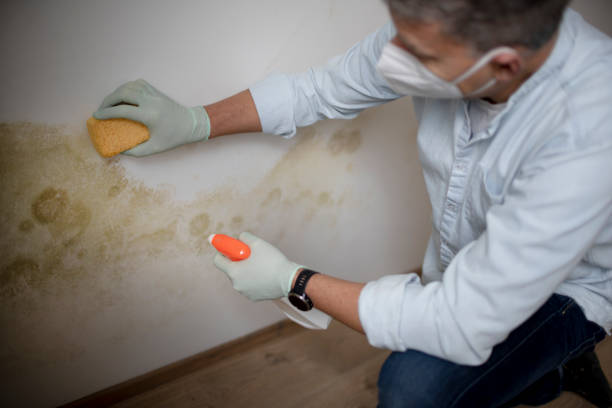Office Mold Removal Services in Fairmount Heights, MD