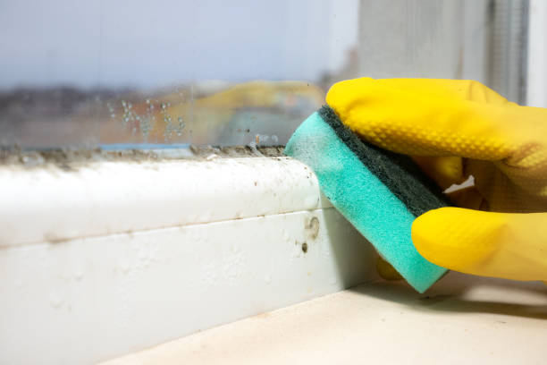 Best Mold Damage Repair  in Fairmount Heights, MD