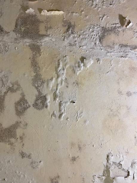 Best Commercial Mold Removal  in Fairmount Heights, MD