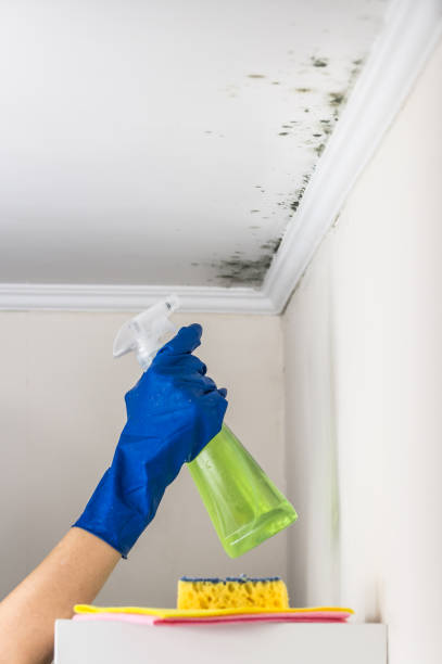 Best Residential Mold Removal  in Fairmount Heights, MD